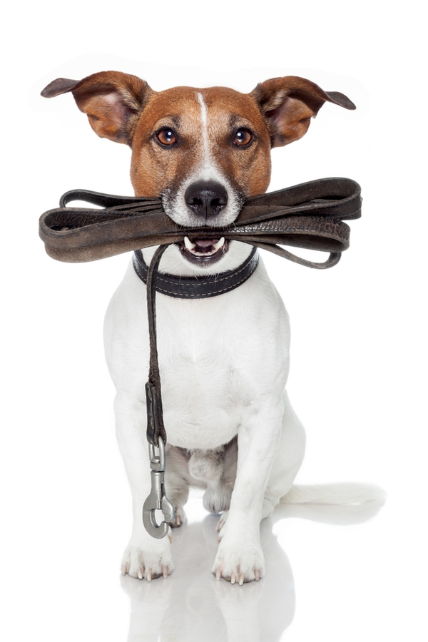 save money on pet care | save money | money | pet care | pets | pet owner | savings | furry friends
