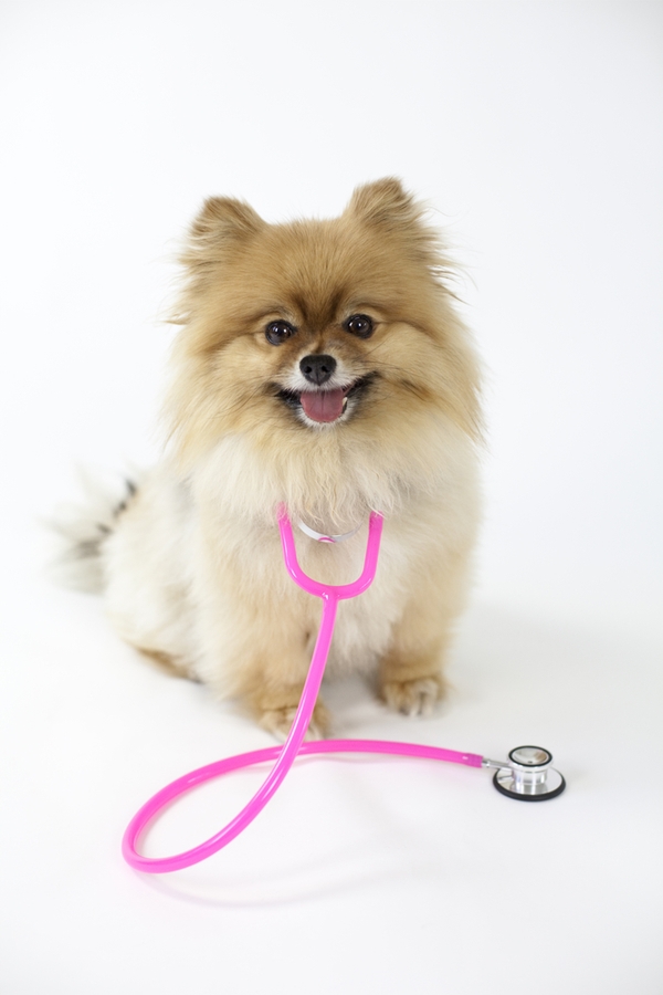 save money on pet care | save money | money | pet care | pets | pet owner | savings | furry friends