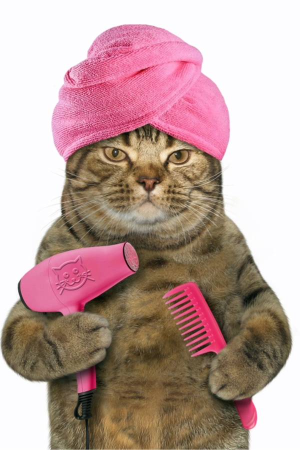 save money on pet care | save money | money | pet care | pets | pet owner | savings | furry friends